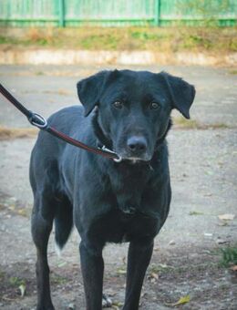 Arko bereit für Liebe - Schlitz