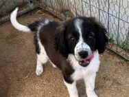 Welpe Yoda klein, klug, charmant 💚🐾 - Eislingen (Fils)
