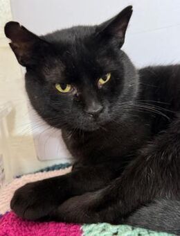 Binx von der Str. in RO gerettet - Blankenheim (Nordrhein-Westfalen)