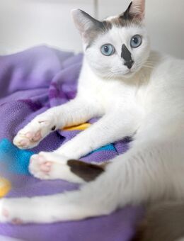 Katze Andrea - Bochum