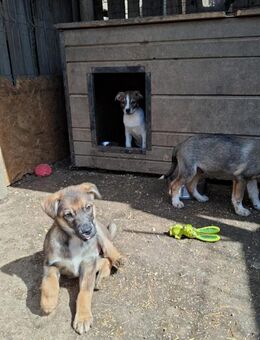 Naeli - die Neugierige - Rambin