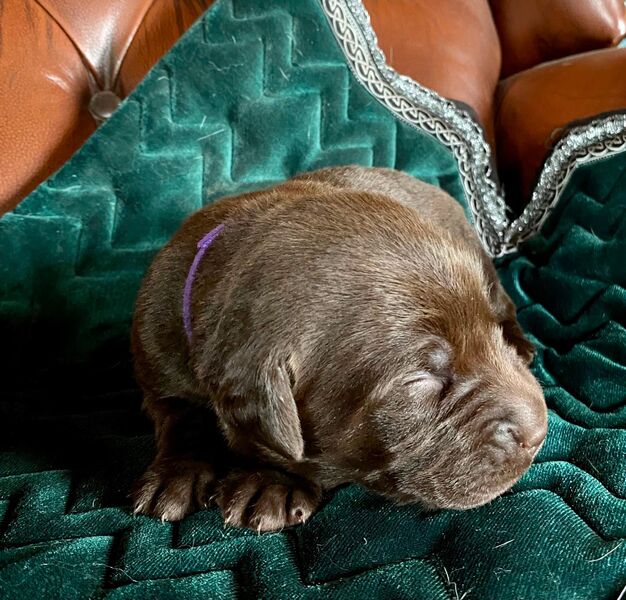 Labrador Retriever Welpen Schoko und schwarz reinrassig - Grabenstätt