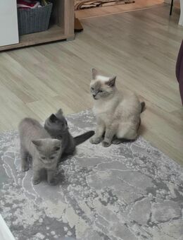 Britisch Kurzhaar Kitten, katzenbabys - Frankfurt (Main) Fechenheim