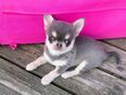 Blue Husky Boy in 52062