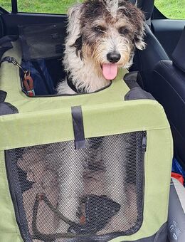 Leider sucht unser Milo ca 1,5 Jahr eine tolle Familie nachdem sein Frauchen aus gesundheitlichen Gründen ihn abgeben musste. - Angern