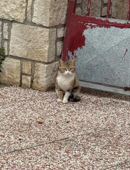 Gina aus dem Tierschutz - Grevenbroich