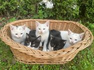 5 süße kleine Babykatzen/ Katzenbabys/ Kitten - Adlkofen
