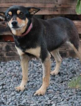 RATÒN - Paten für unsere Opi 💖 - Neudenau