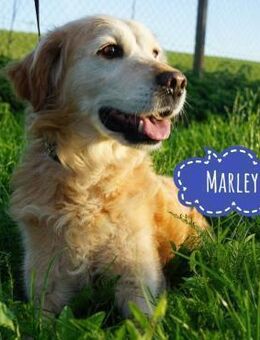 Marley ein Kuschelmonster - Flörsheim-Dalsheim