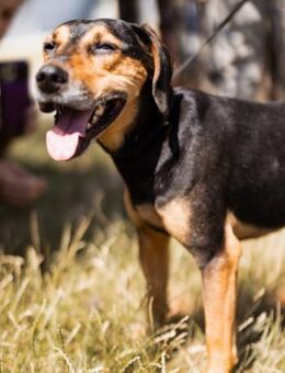 Jasco 💗 neugierig, lebhaft & verspielt - Hamburg