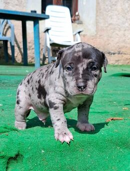 American bully XL - Auerbach (Oberpfalz)