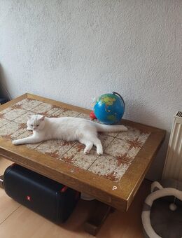 Bkh Kater 8 monate Alt - Uffenheim