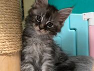 Maine Coon Kitten - Reinbek