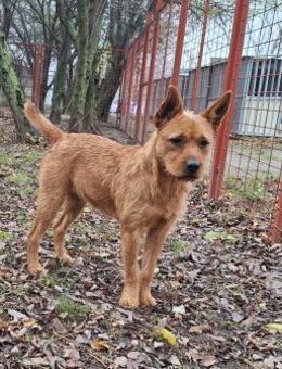 Die liebe Julita sucht ein Zuhause ! - Dortmund