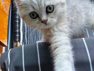 BKH Kitten süß - Bottrop