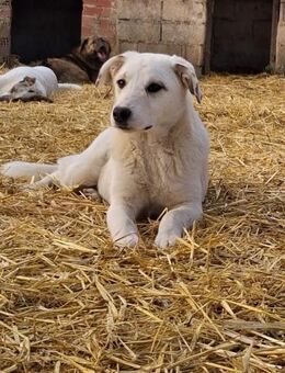 Sanfte Seele Paula - Schmitten