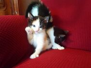 Kätzchen Katze Kater Kitten Katzenbaby abzugeben - Datzetal