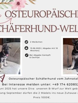 Osteuropäische Schäferhundwelpen sind geboren - Stauchitz