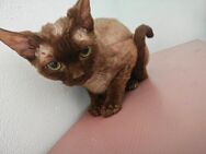 Devon Rex kater - Kirchberg (Hunsrück)