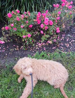 Goldendoodle - München Sending-Westpark