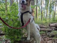 Lucy sucht ein liebevolles Zuhause - Panketal