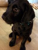 Liebevolle Welpen suchen ein zu Hause in 47198