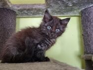 Maine coon Snowbengale Mix Kitten - Bous