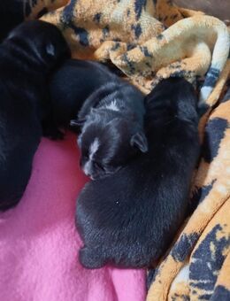 Unsere 3 Chihuahua/Mops Welpen suchen ab November ein zu Hause für Immer - Golchen