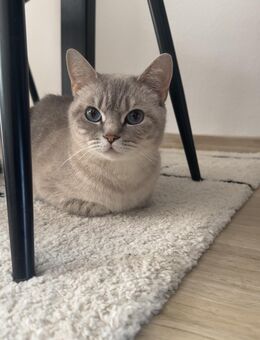 Liebevolle Katze, sucht ein neues zu Hause - Buchholz (Nordheide) Zentrum