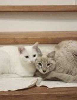 Carlito und Blanca suchen Zuhause - Prien (Chiemsee)