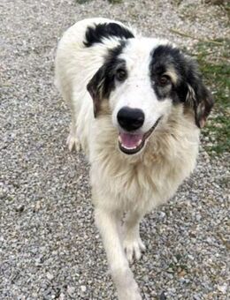 Wunderbare Shine sucht ihre Familie - Bergkirchen