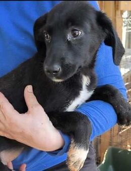 ZARINA ~ schwarz mit weißen Stern - Duisburg