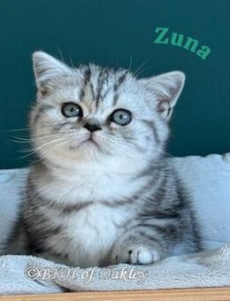 BKH Silver Tabby Baby weib mit exzellentem Stammbaum, EU-Pass, Termochip, Kotprobe, Gesundheitszeugnis u.v.m - Bergen (Niedersachsen)