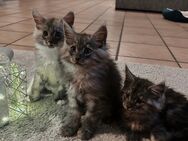 Maine Coon Kitten