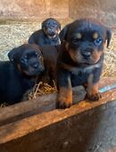 Rottweiler Welpen vom Bauernhof in 06217