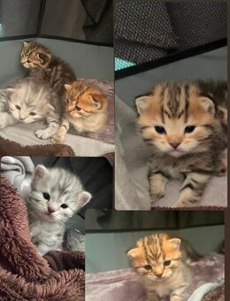 🐾 Wunderschöne Bengal-Mix × BKH Kitten suchen ab dem 28. Dezember ihr liebevolles Zuhause 🐾 - Ulm