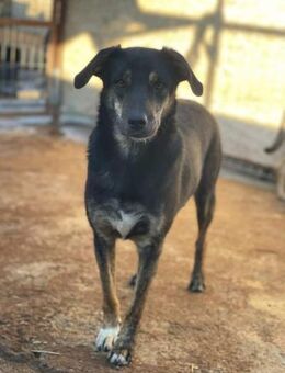 Süßer BUDDY sucht Zuhause - Neuberg