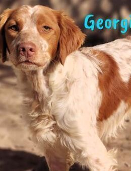 Georgi traumhafter Spaniel 05/23 ESP - Ruppertsecken