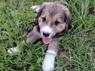 Ari sucht ihre Familie - Berlin