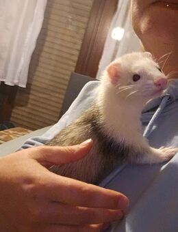 Frettchen mit Zubehör - Wertheim