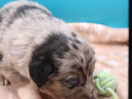 Australian Shephard Welpen suchen ihre Menschen - Ebstorf (Klosterflecken)