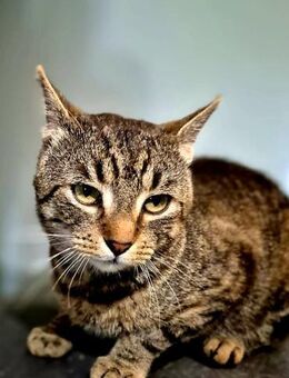 Burus ein großer Kater mit Herz - Hochheim (Main)