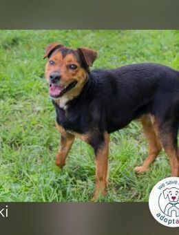 Miki: Liebenswerter Gefährte wartet - Kirchzell