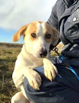 Hundemama - TERESA - sucht ......... - Kempen