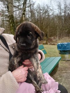 Gut geprägte hübsche Labradormixwelpen