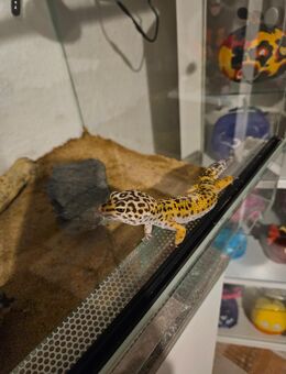 Leopardgecko - Mönchengladbach