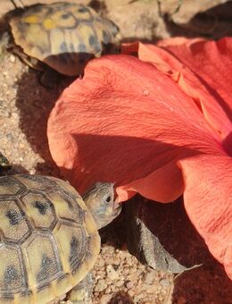 Baby Schildkröten - griechische Landschildkröten 2025 mit Cites Papieren - Weiden (Oberpfalz) Zentrum