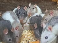 viele quirlige Farbratten Ratten suchen ein neues zu Hause - Neustadt (Sachsen) Hohwald