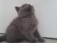 🐾 Süße BKH Kitten abzugeben – bereit für ein liebevolles Zuhause!🐾 - Osnabrück