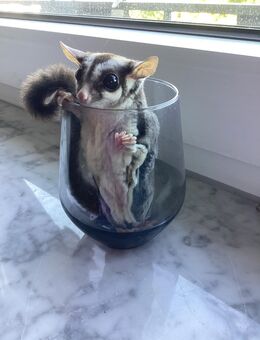 Sugar Glider Gruppe und komplettes Anfänger-Paket zu verkaufen - Eppelheim